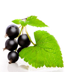 blackcurrant